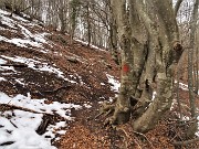 Al Pizzo Grande e al Monte Molinasco da Alino di S. Pellegrino il 16 marzo 2022-FOTOGALLERY